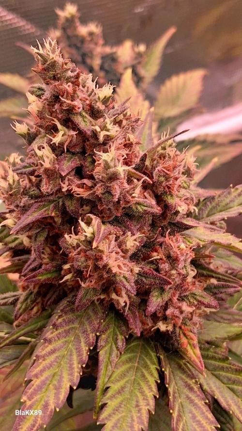 Banana Purple Punch Auto RF3 Fastbuds. Week 9