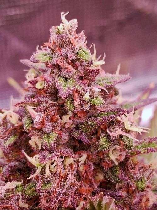Banana Purple Punch Auto RF3 Fastbuds. Week 9