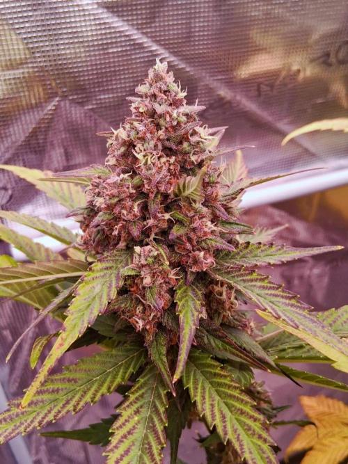 Banana Purple Punch Auto RF3 Fastbuds. Week 9