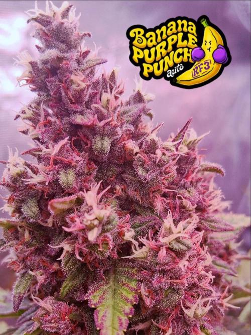 Banana Purple Punch Auto RF3 Fastbuds. Week 9