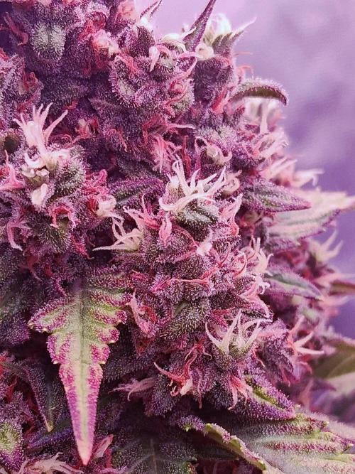 Banana Purple Punch Auto RF3 Fastbuds. Week 9