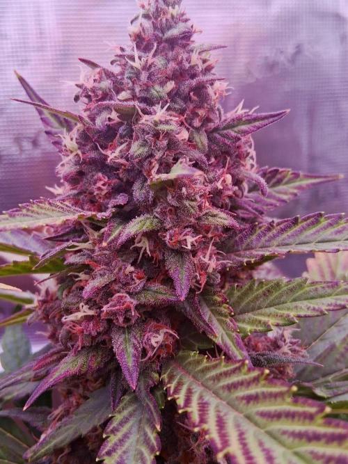 Banana Purple Punch Auto RF3 Fastbuds. Week 9