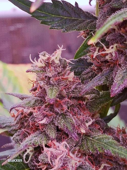 Banana Purple Punch Auto RF3 Fastbuds. Week 9