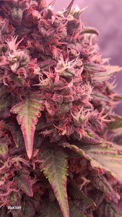 Banana Purple Punch Auto RF3 Fastbuds. Week 9