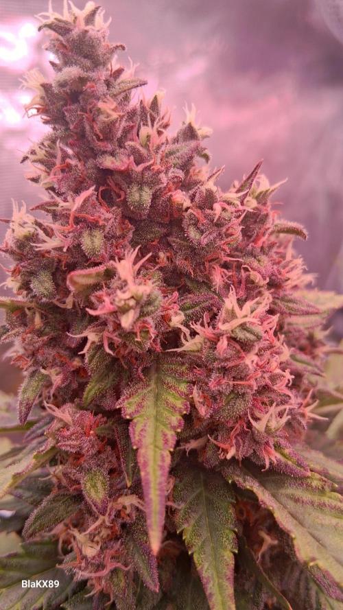 Banana Purple Punch Auto RF3 Fastbuds. Week 9