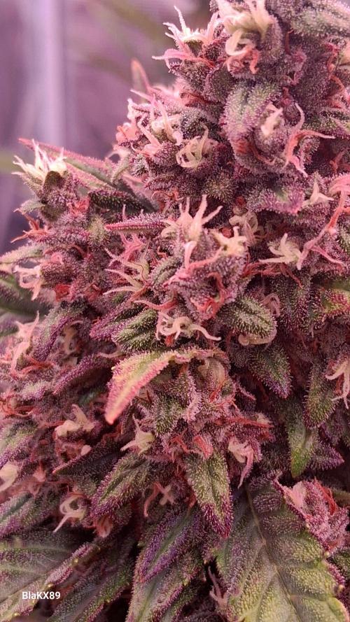 Banana Purple Punch Auto RF3 Fastbuds. Week 9