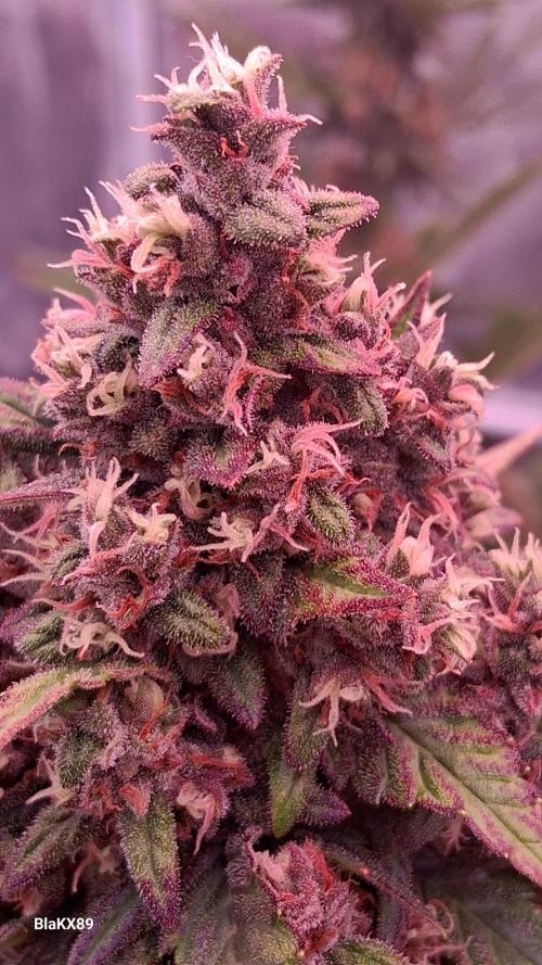 Banana Purple Punch Auto RF3 Fastbuds. Week 9
