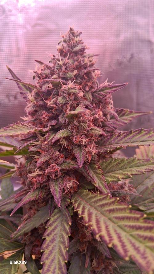 Banana Purple Punch Auto RF3 Fastbuds. Week 9