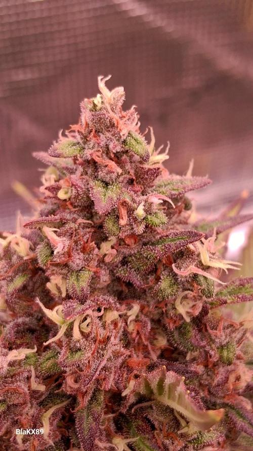 Banana Purple Punch Auto RF3 Fastbuds. Week 9
