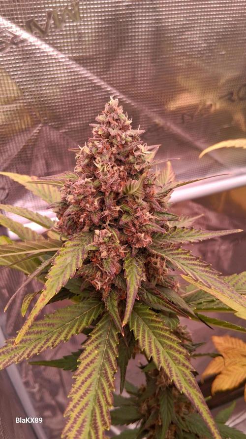 Banana Purple Punch Auto RF3 Fastbuds. Week 9