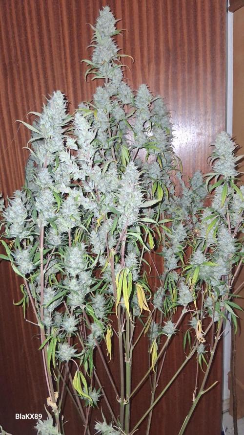 Auto | Dr. Zaius OG from V-Buds. Week 10