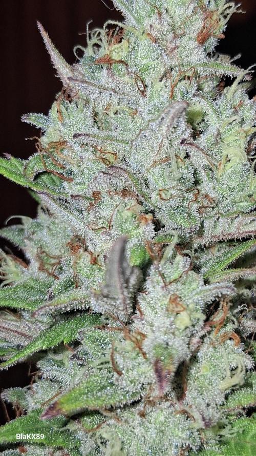 Auto | Dr. Zaius OG from V-Buds. Week 10