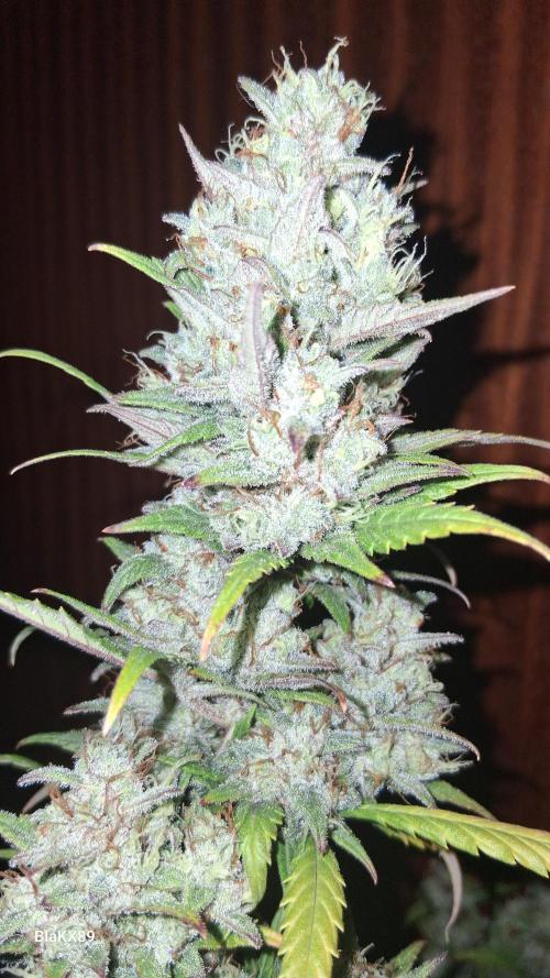 Auto | Dr. Zaius OG from V-Buds. Week 10