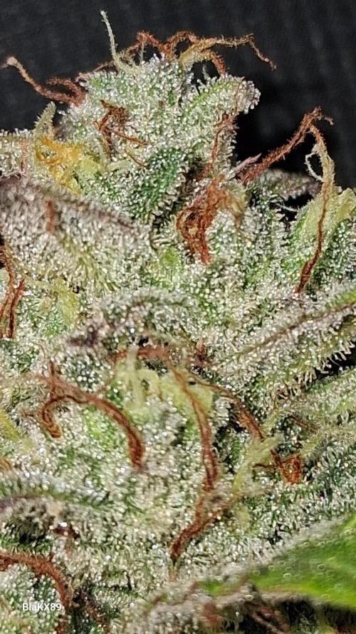 Auto | Dr. Zaius OG from V-Buds. Week 10