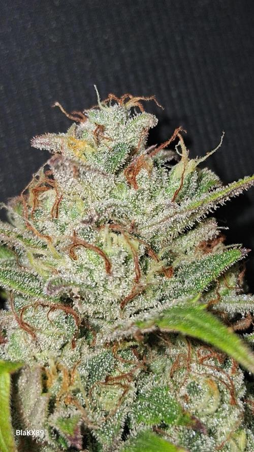 Auto | Dr. Zaius OG from V-Buds. Week 10