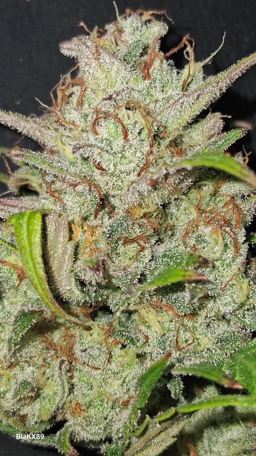 Auto | Dr. Zaius OG from V-Buds. Week 10