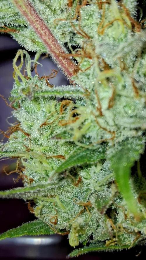 Auto | Dr. Zaius OG from V-Buds