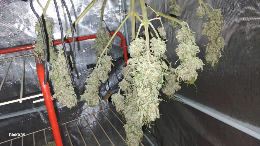 Super Strains Do-Si-Dos Auto & Hy-Pro. Week 10