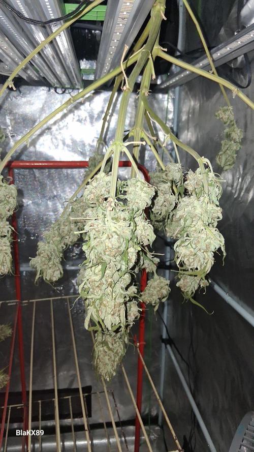 Super Strains Do-Si-Dos Auto & Hy-Pro. Week 10