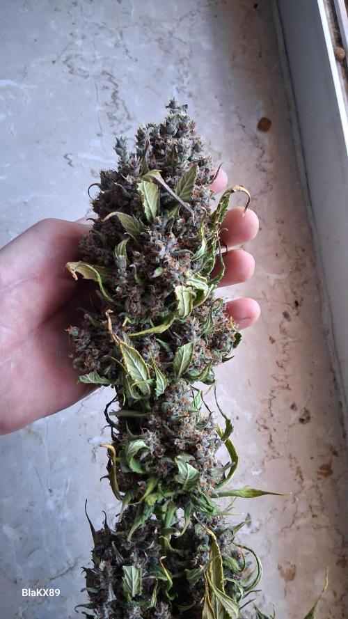 Banana Purple Punch Auto RF3 Fastbuds. Week 10