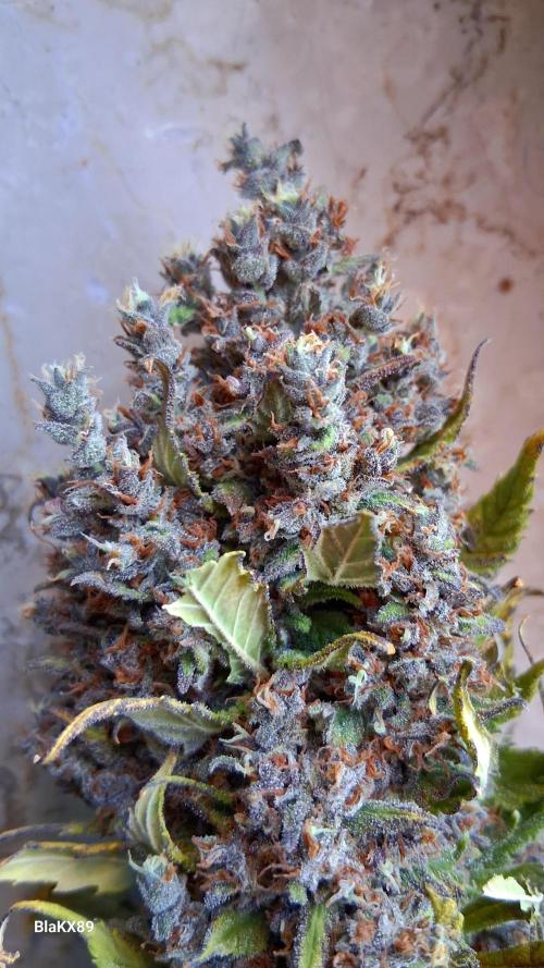 Banana Purple Punch Auto RF3 Fastbuds. Week 10