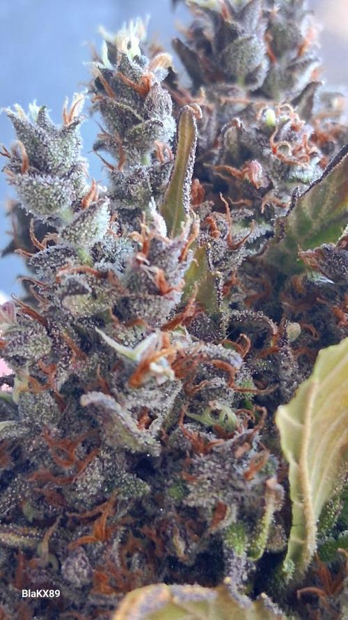Banana Purple Punch Auto RF3 Fastbuds. Week 10