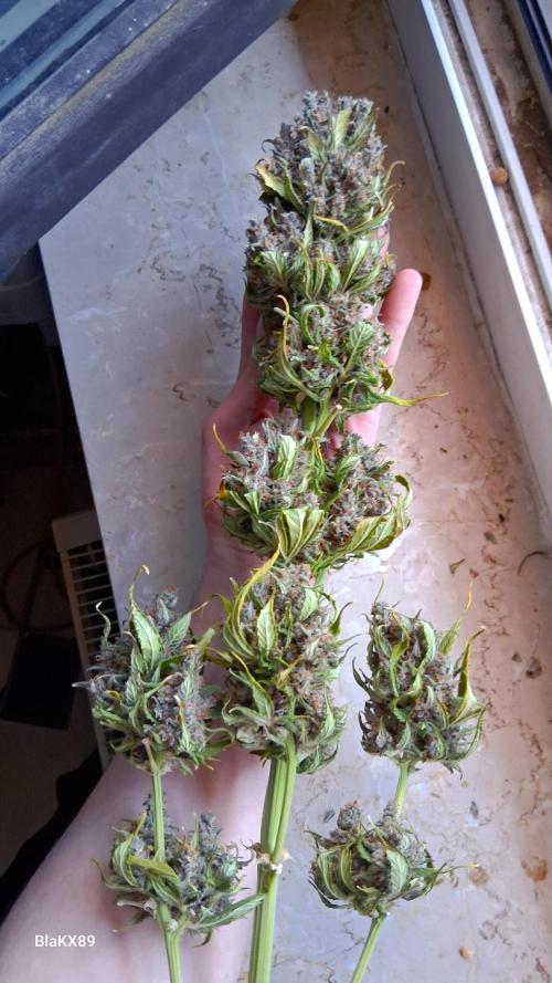 Banana Purple Punch Auto RF3 Fastbuds. Week 10