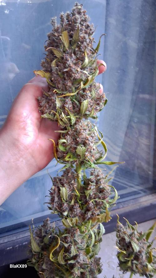 Banana Purple Punch Auto RF3 Fastbuds. Week 10
