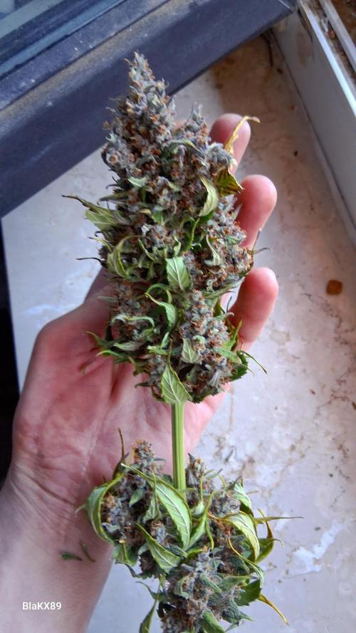 Banana Purple Punch Auto RF3 Fastbuds. Week 10
