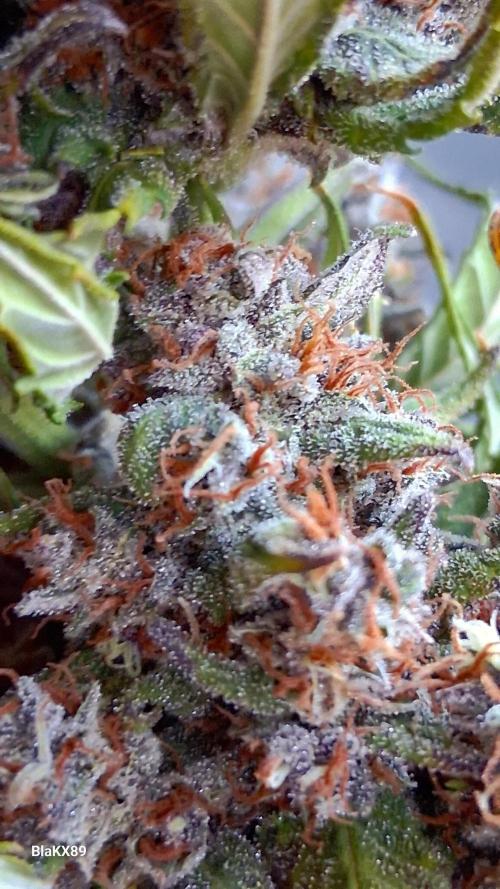 Banana Purple Punch Auto RF3 Fastbuds. Week 10