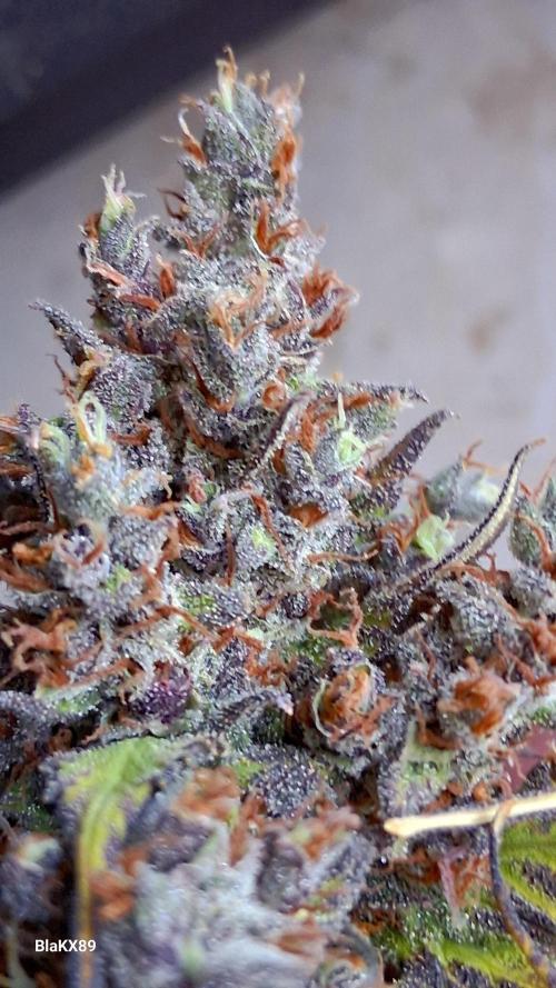 Banana Purple Punch Auto RF3 Fastbuds. Week 10