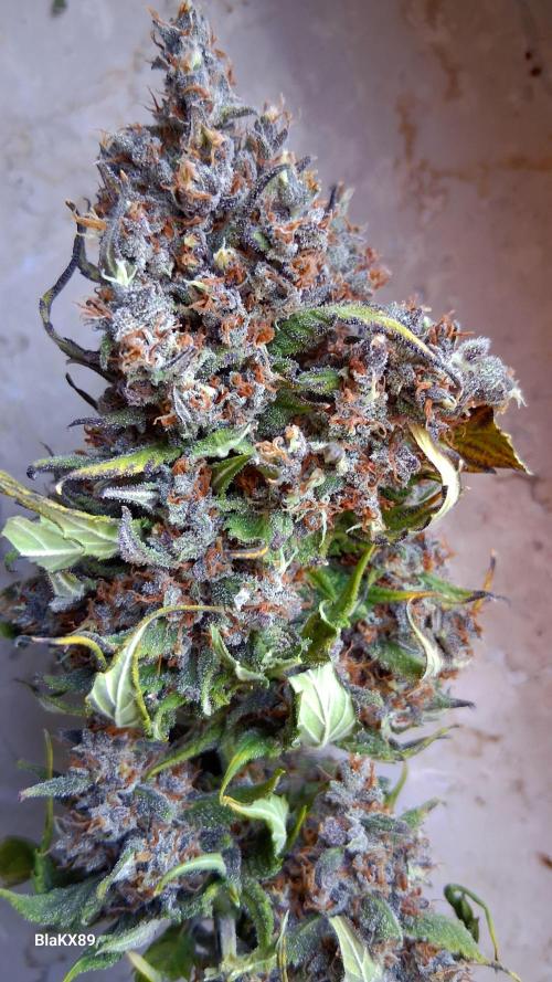 Banana Purple Punch Auto RF3 Fastbuds. Week 10
