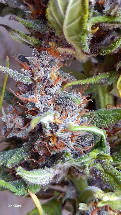 Banana Purple Punch Auto RF3 Fastbuds. Week 10