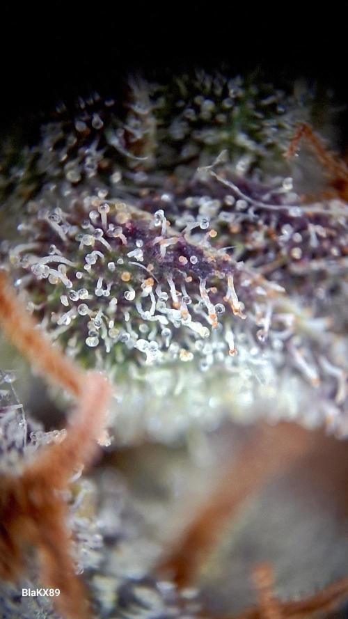 Banana Purple Punch Auto RF3 Fastbuds. Week 10