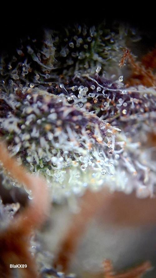 Banana Purple Punch Auto RF3 Fastbuds. Week 10