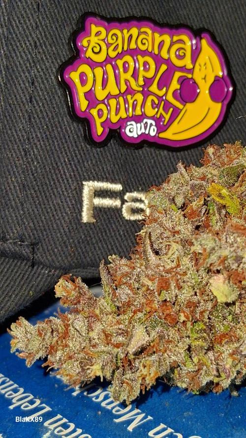 Banana Purple Punch Auto RF3 Fastbuds. Week 10