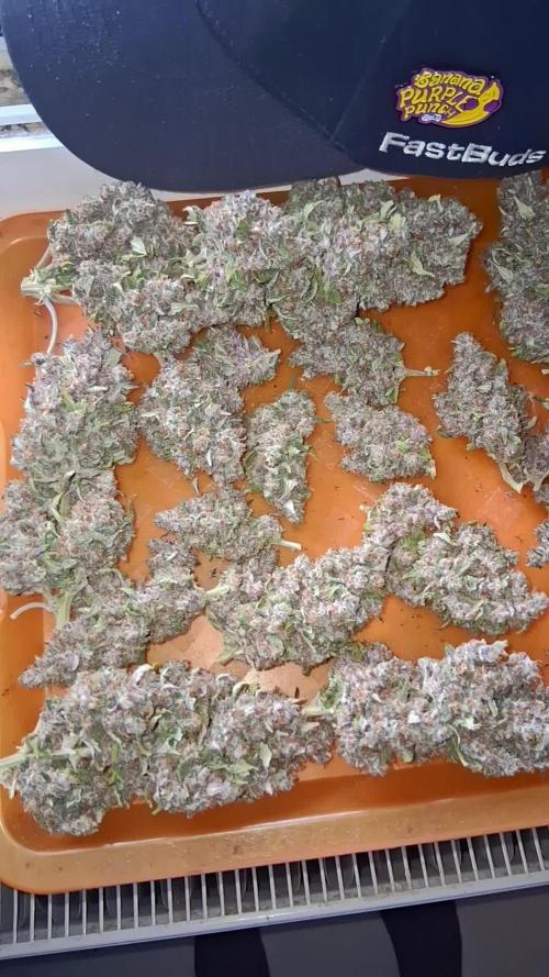 Banana Purple Punch Auto RF3 Fastbuds
