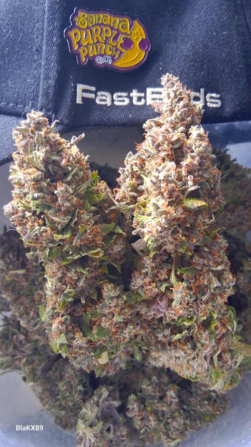 Banana Purple Punch Auto RF3 Fastbuds. Week 10
