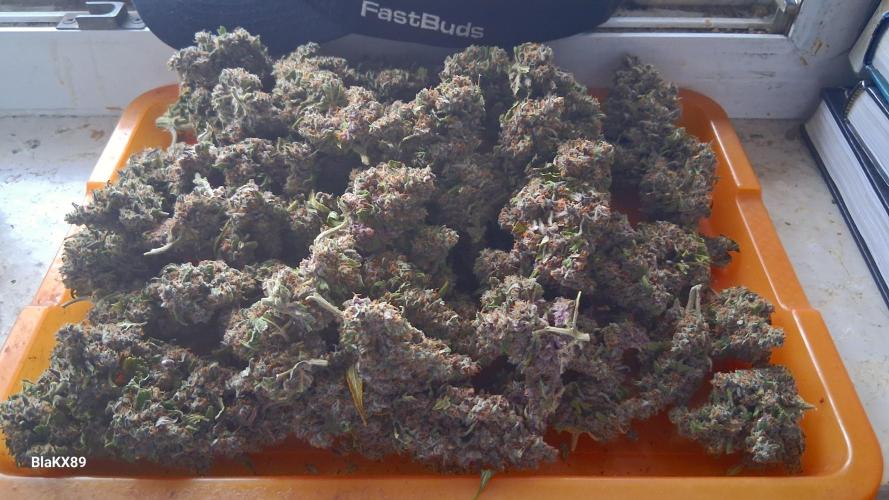 Banana Purple Punch Auto RF3 Fastbuds. Week 10