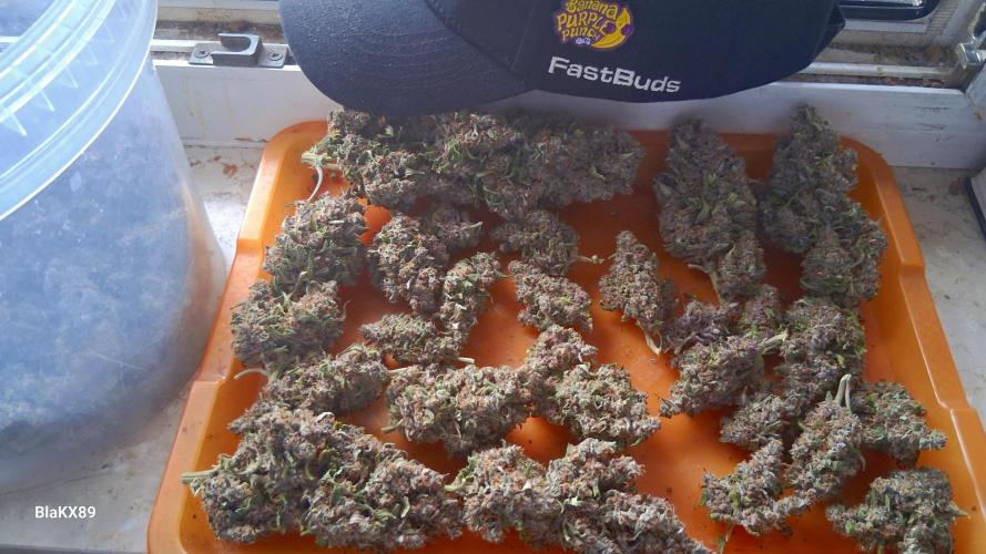 Banana Purple Punch Auto RF3 Fastbuds. Week 10