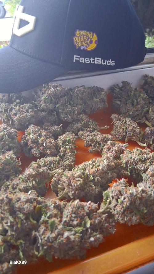 Banana Purple Punch Auto RF3 Fastbuds. Week 10
