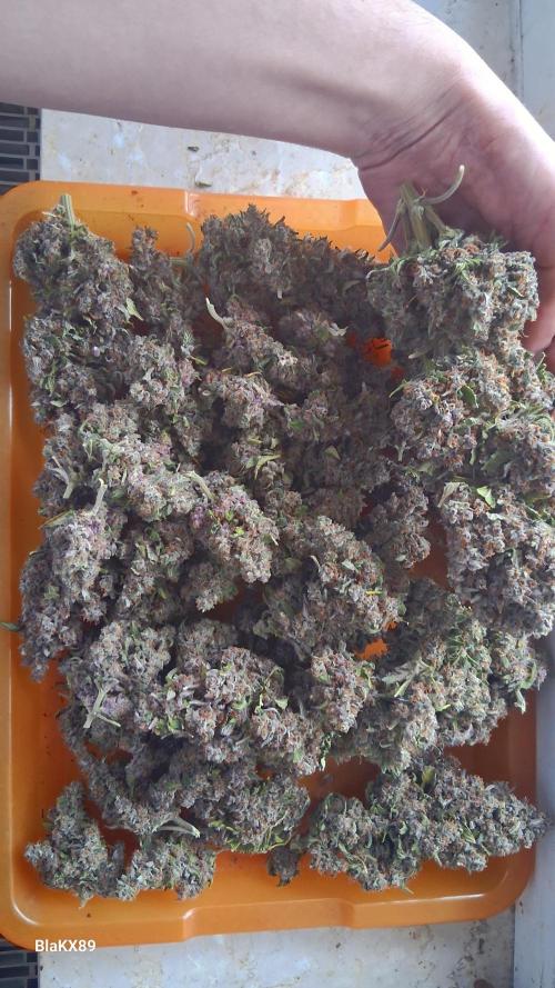 Banana Purple Punch Auto RF3 Fastbuds. Week 10