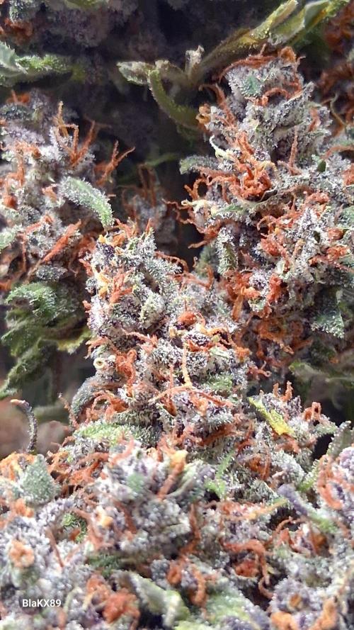 Banana Purple Punch Auto RF3 Fastbuds. Week 10