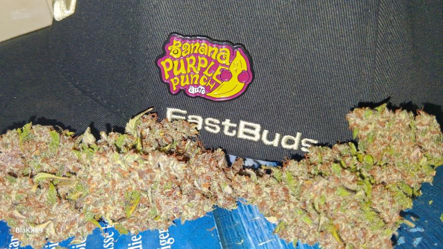 Banana Purple Punch Auto RF3 Fastbuds. Week 10