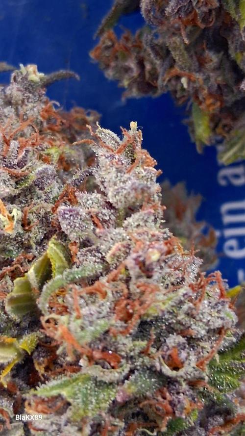 Banana Purple Punch Auto RF3 Fastbuds. Week 10