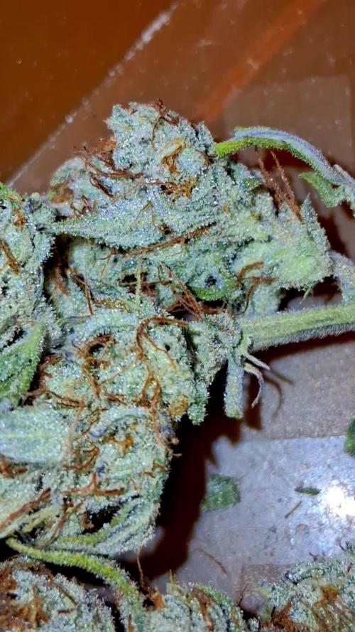 Auto | Dr. Zaius OG from V-Buds