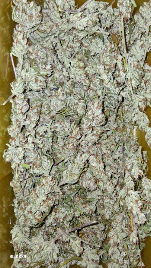 Auto | Dr. Zaius OG from V-Buds. Week 10