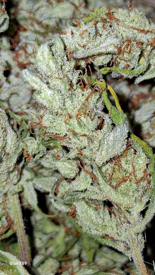 Auto | Dr. Zaius OG from V-Buds. Week 10