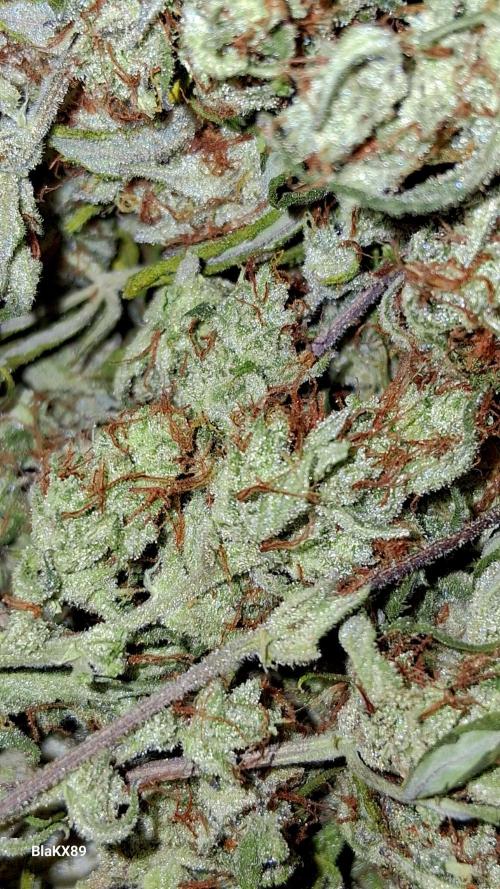 Auto | Dr. Zaius OG from V-Buds. Week 10