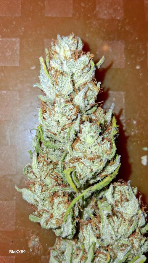 Auto | Dr. Zaius OG from V-Buds. Week 10